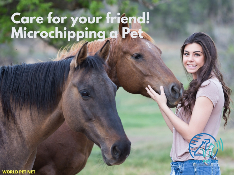 Simple and effective method of registering all animals - care for your friend